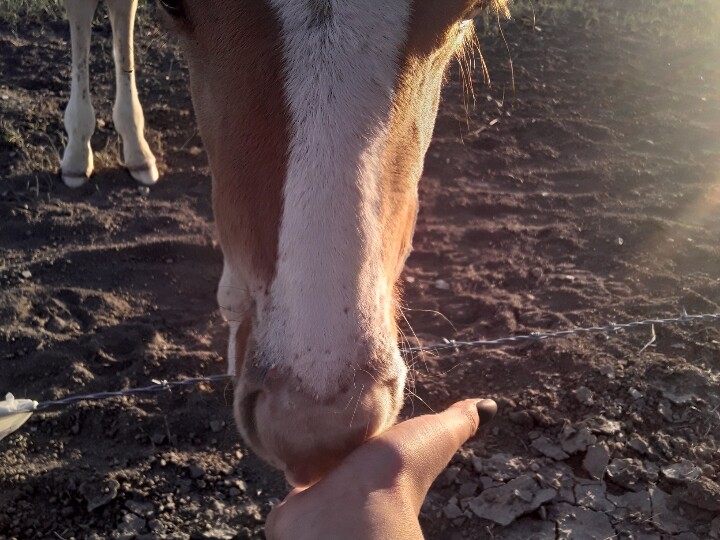 Horse care classes by Elizabeth Lone Eagle