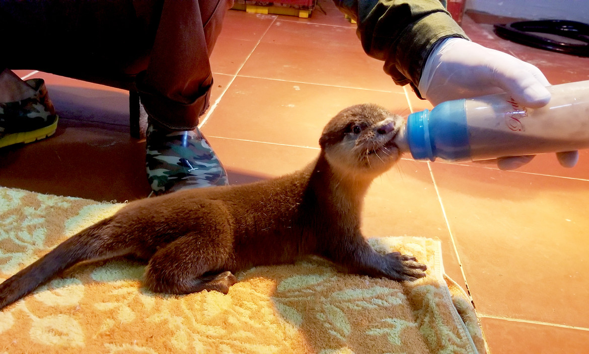 One small-clawed otter was night-fed by our keeper