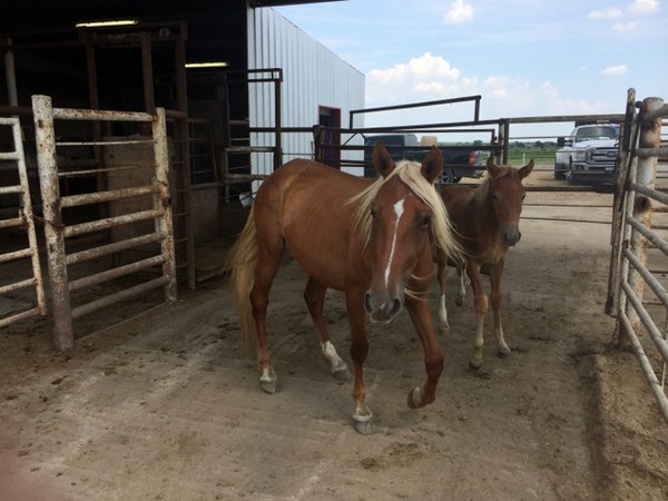Mustang mare and Filly in kill pen