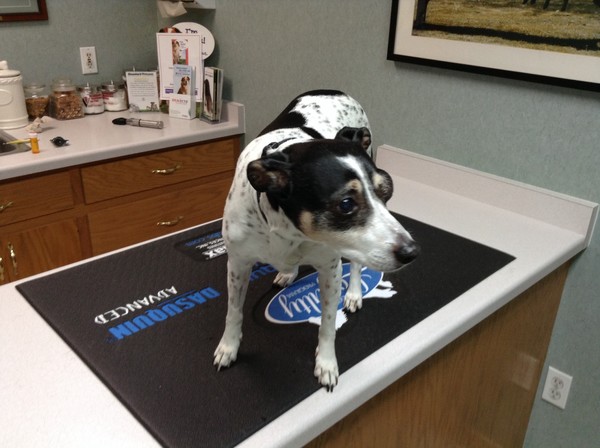 On the exam table at vet clinic
