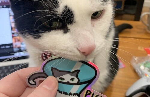 a black and white cat chomping on the sticker of paca