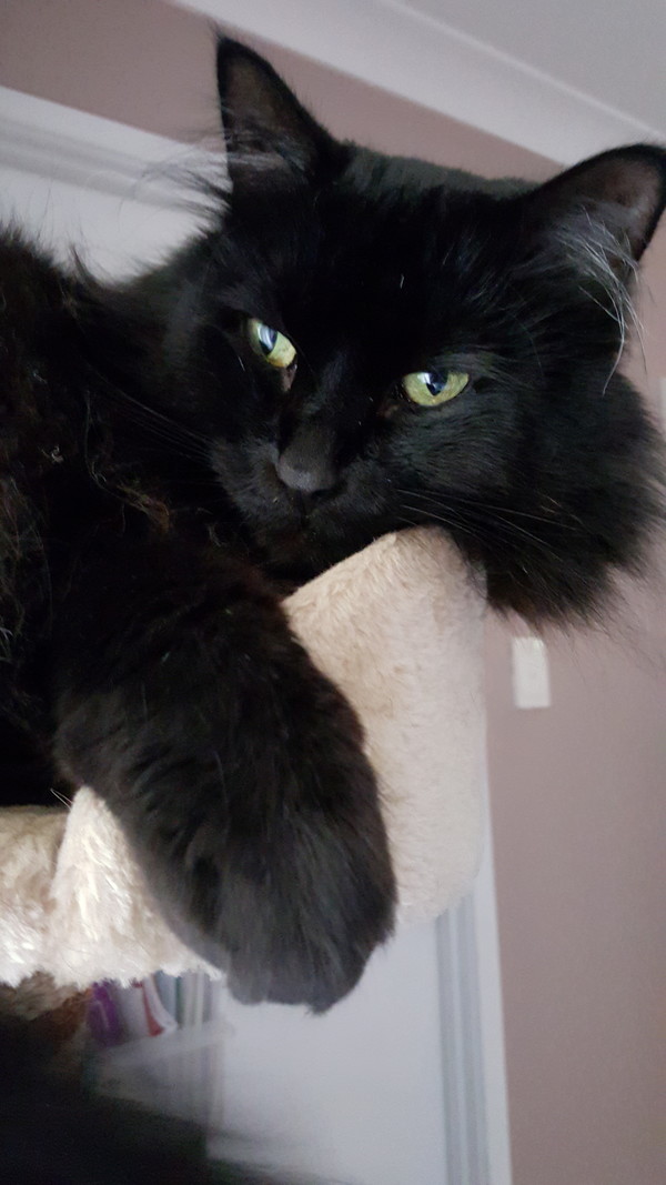 Rufus squeezing himself into the cat tower
