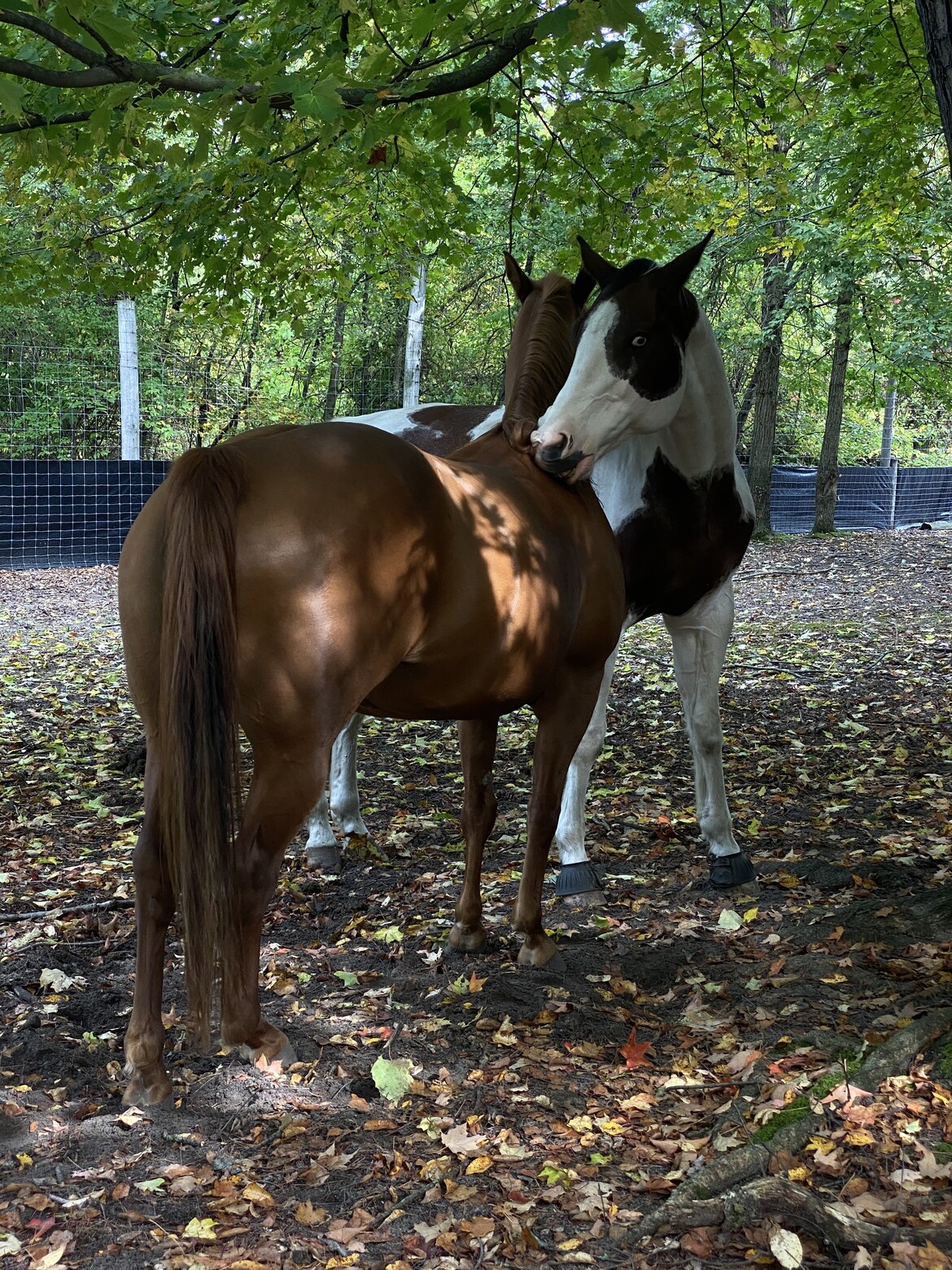 Healing with freedom to be a horse.