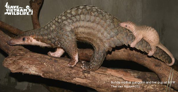 A mother pangolin surprisingly gave birth to her pup at SVW.