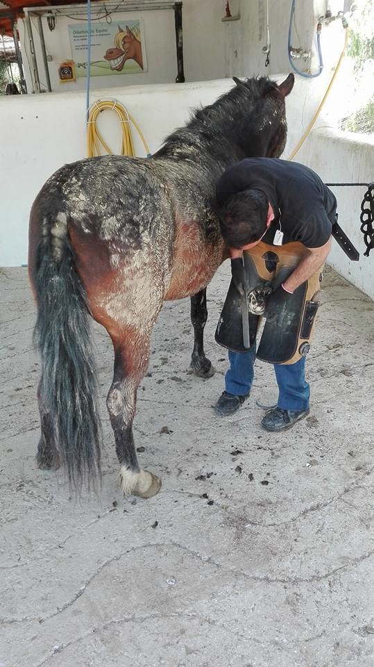 A blacksmith volunteers his skills to rehabilitate one of the many rescued horses.