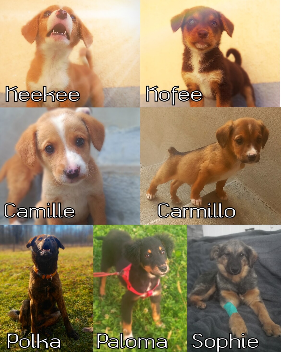 Our doggo crew ! All were dumped, unwanted and unloved precious lives.