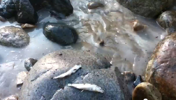 Dead juvenile fish at confluence July 27th 2013
