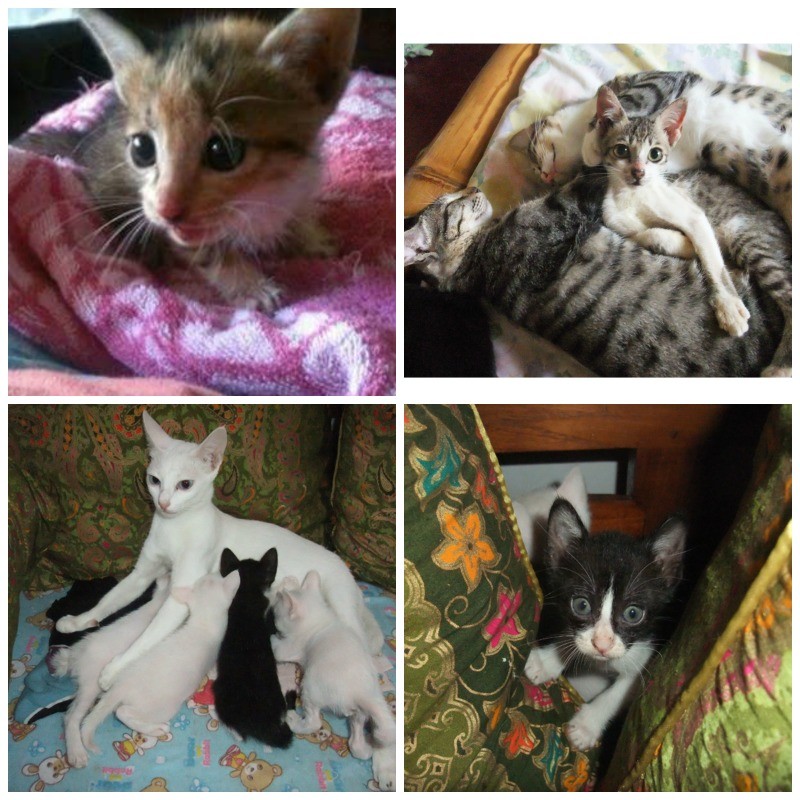 Some of the cats and kittens we have saved