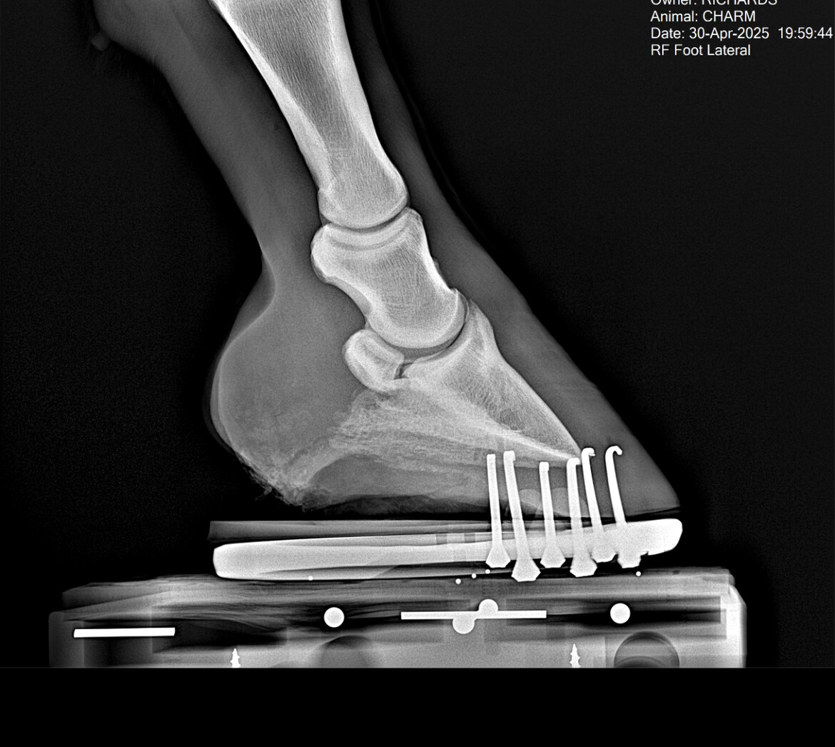 Charms Navicular Heartbar Xray Help Retire Charm from Arena tp Sanctuary