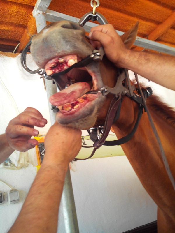 Many of the horses require veterinary care which comes at a big cost for the CYD.