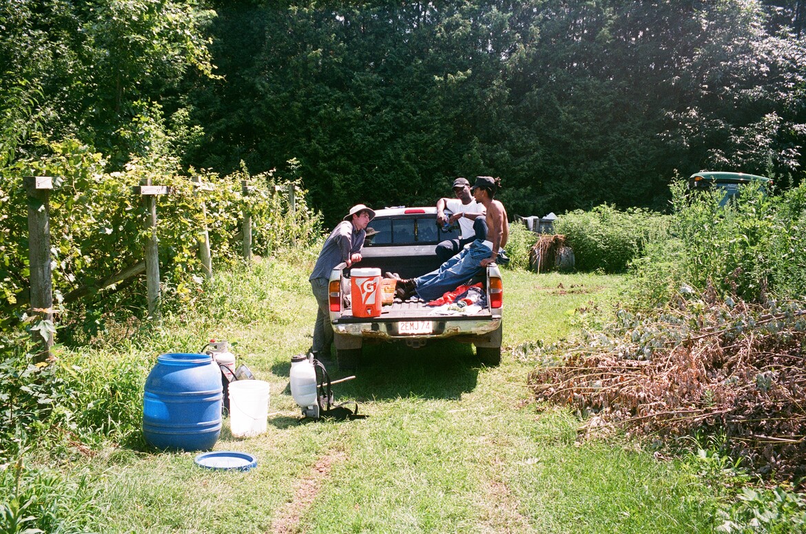 Pre-harvest, attempt at rehabilitating a vineyard in Vermont.