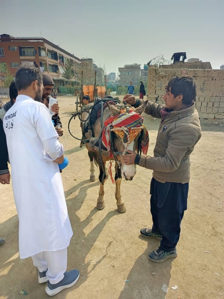 The Nowzad working animal welfare programme