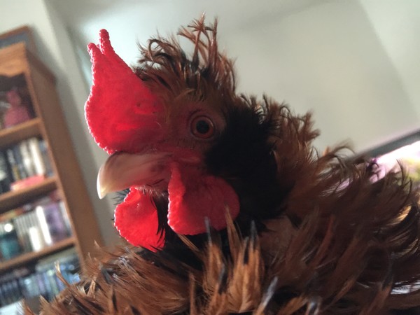 Elvis was a friendly little guy who never harmed a chicken or human.