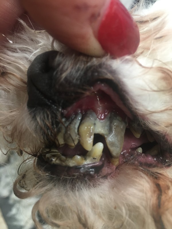 Fluffy's teeth