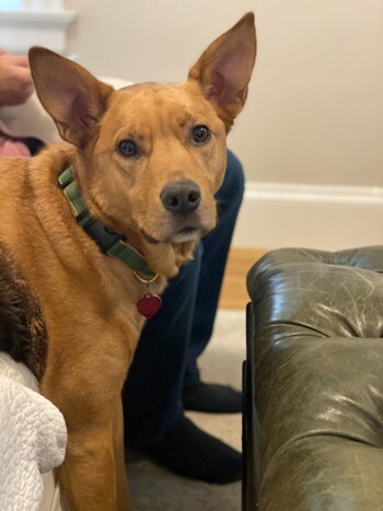 ose eyes say it all — Ollie has so much more love to give.