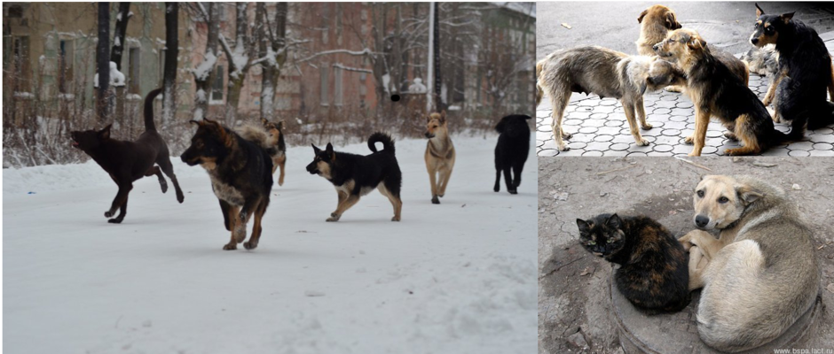 Статистика нападений собак. Бродячие собаки разных размеров. Бродячие собаки 19 века. Собаки средних размеров бродячие.