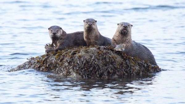 Sea Otter dinner. Photo: Arman Werth