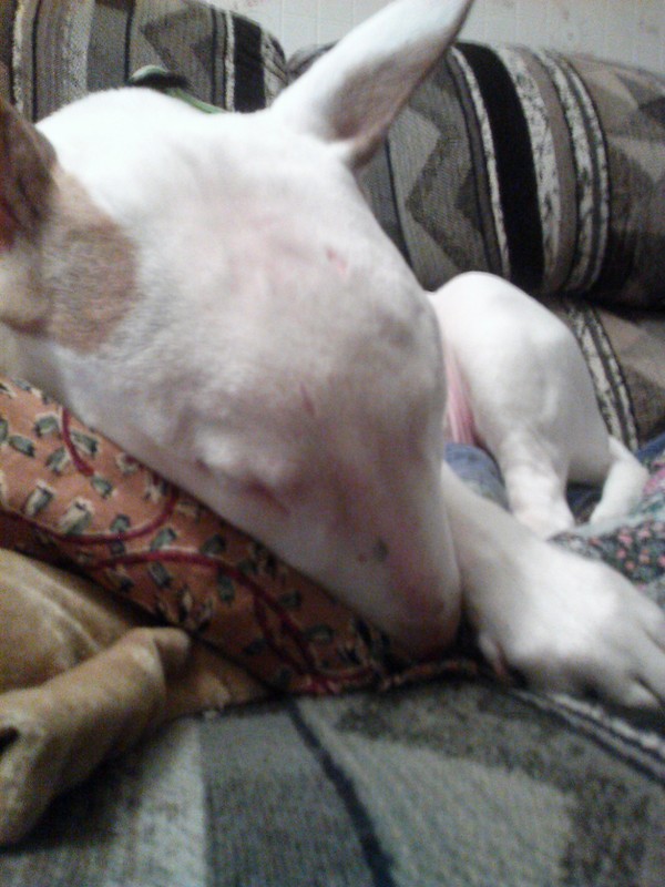 Lulu napping