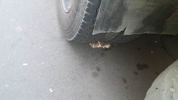 Luzviminda Anne Santos Morales, Animal Rescue PH