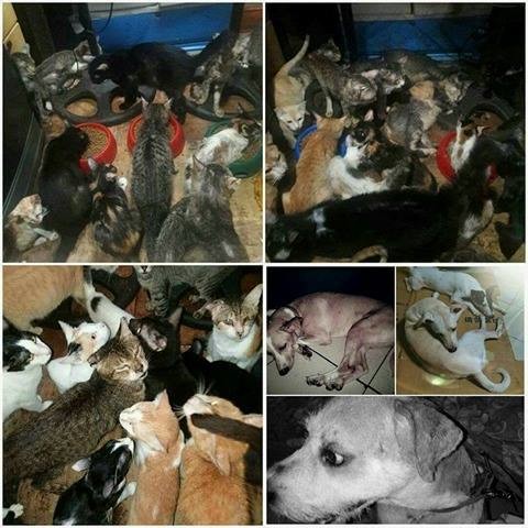 Luzviminda Anne Santos Morales, Animal Rescue PH