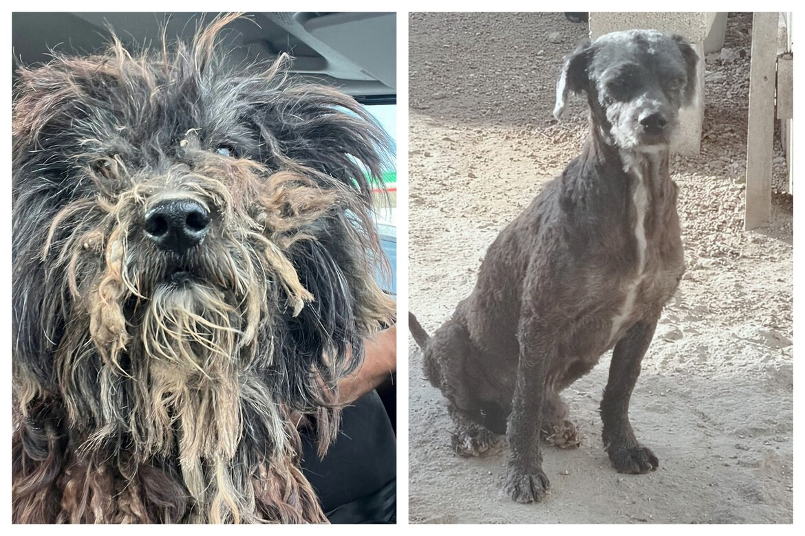 Rescue Dog Freddie (fka Max) Before & After!