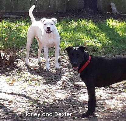 Harley and Dexter playing in the backyard this Spring.