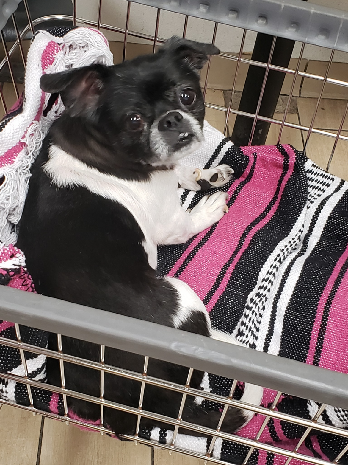 Crystal's son-dog Gizmo in a laundry cart