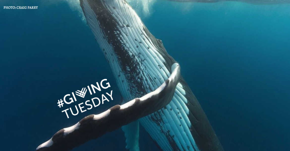 Ocrs Giving Tuesday Matching Challenge By Ocean Conservation Research