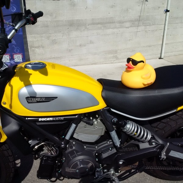 duck on a duc