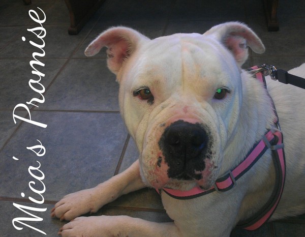 Ina, Rescued Breeder/Bait Dog Current MP Sanctuary Star