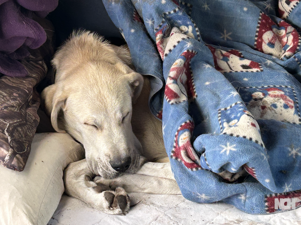 Digital Begging Bowl