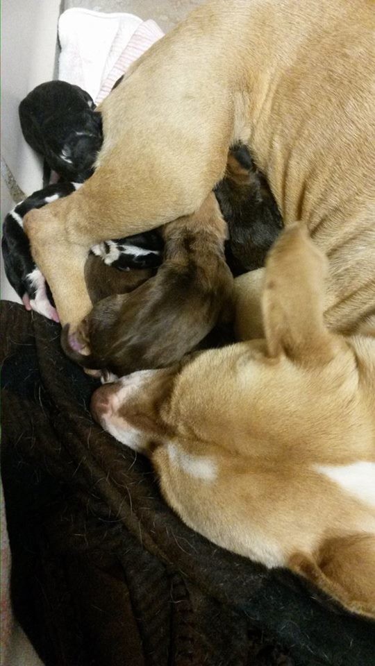 Daisy and newborn pups