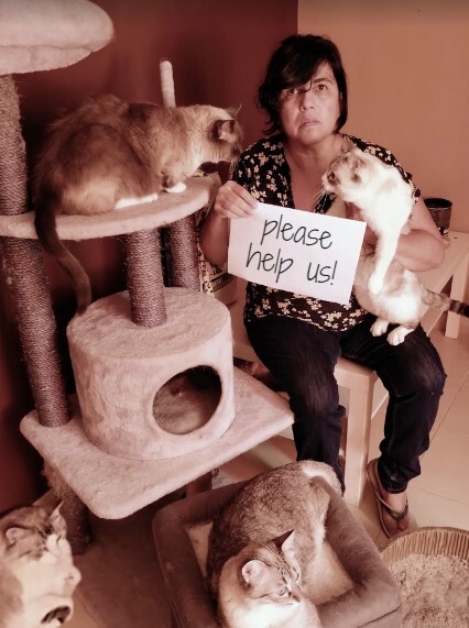 Chane One Life Cat Sanctuary co-founder Jackie with rescues Kitty, Vito, Suzie and Mimi