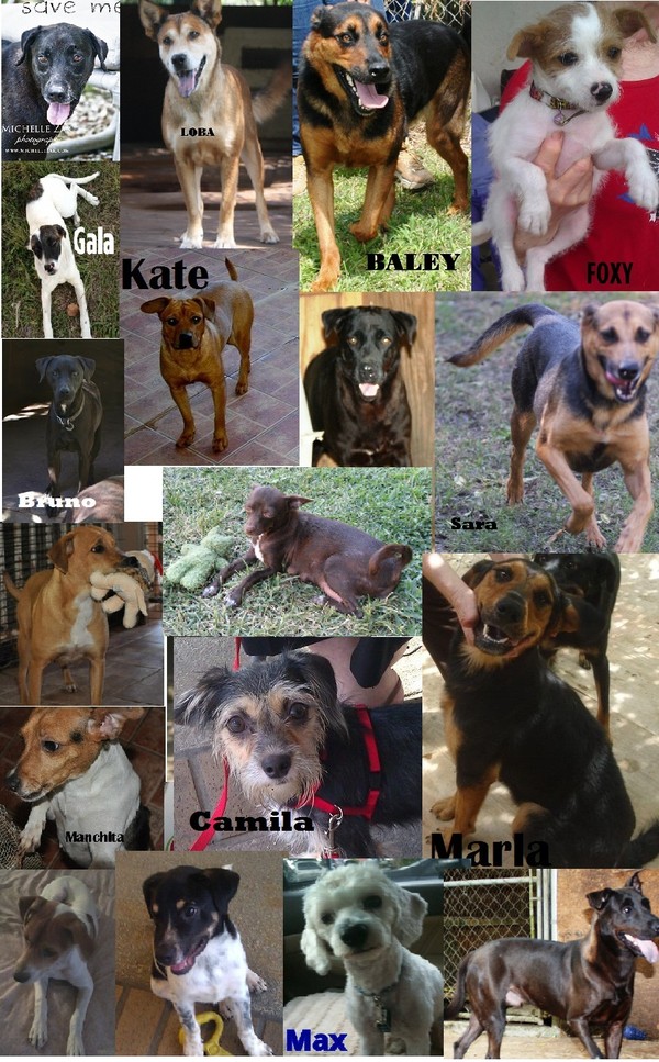 K-9 for Love Adoptable Dogs