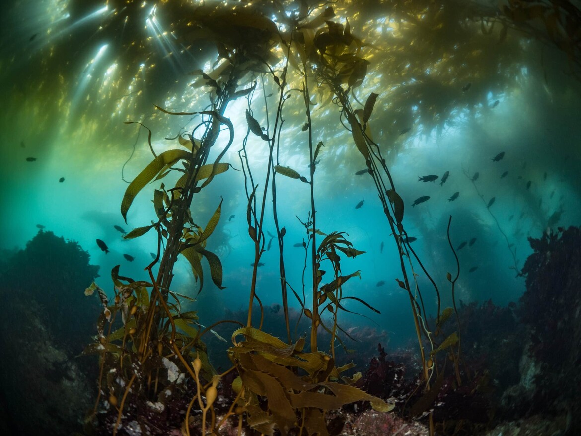 Kelp Forest