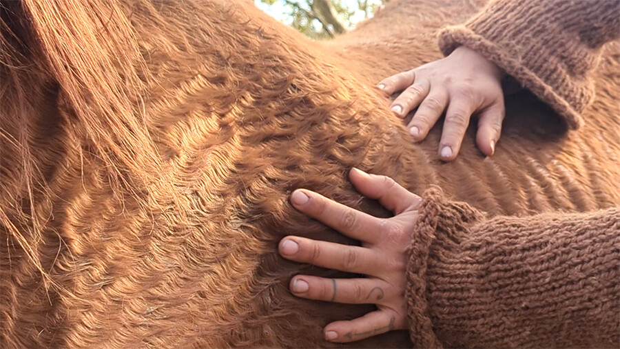 Animales en semilibertad | Animales en libertad