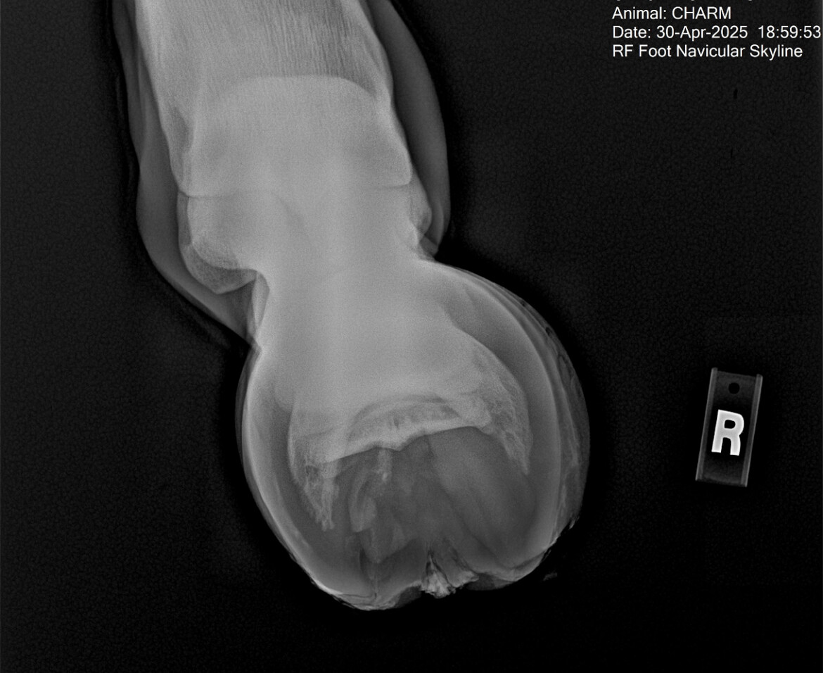 Charms Navicular Xray Help Retire this kind hearted gelding to Retirement Sanctuary