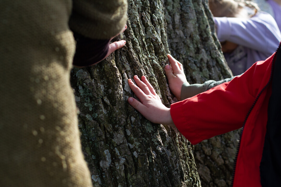 Children touching tree