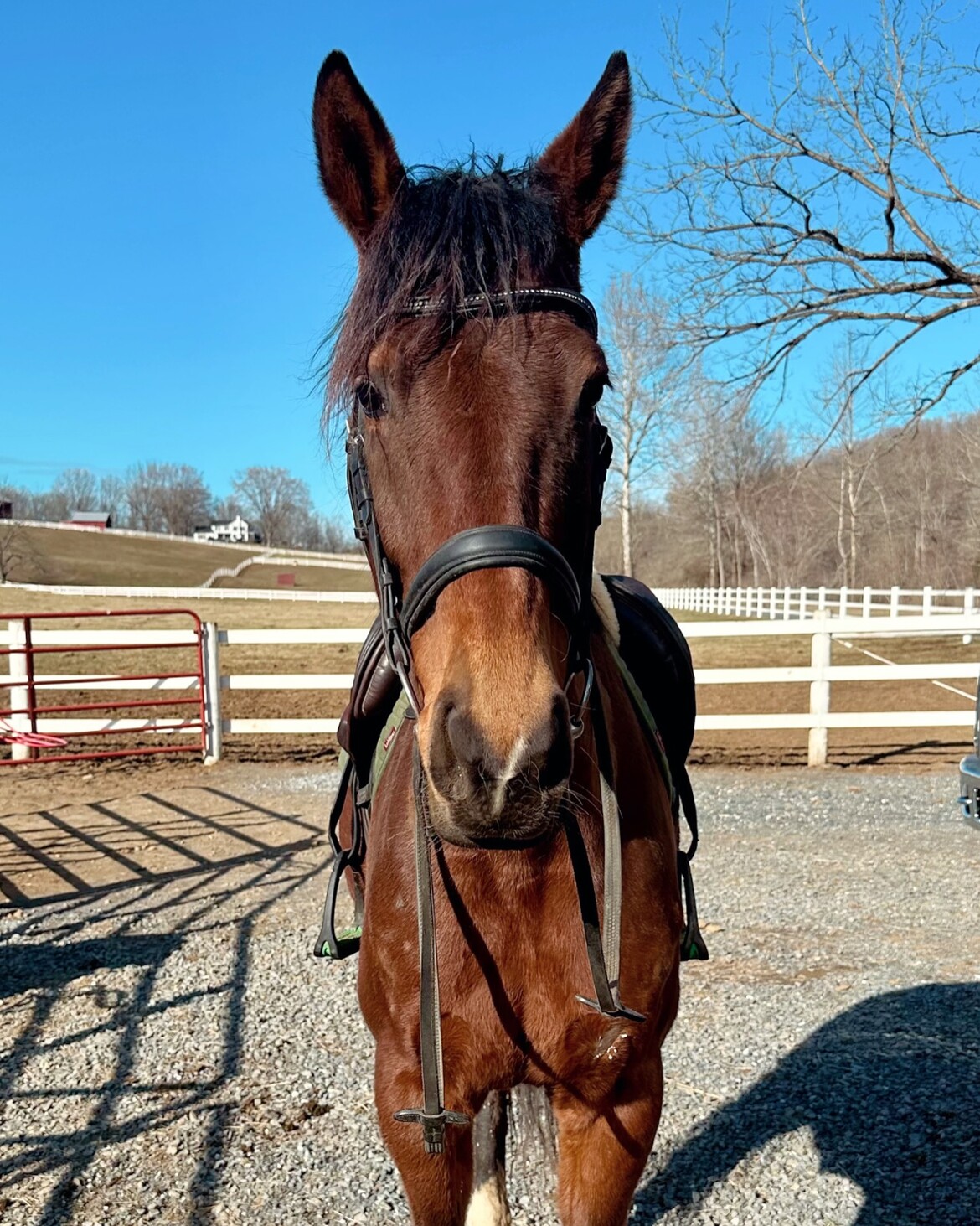 thoroughbred adoption