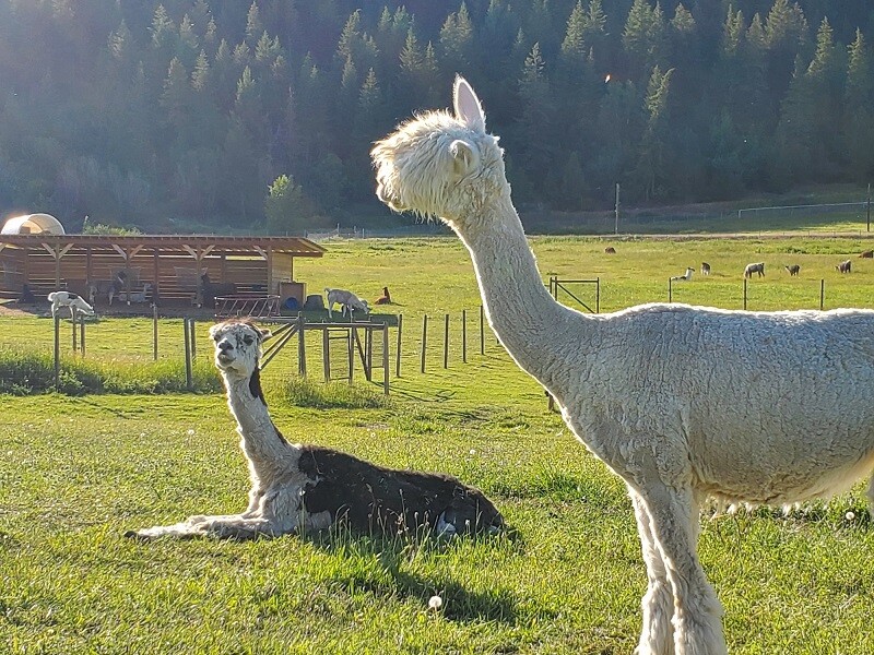 Gemmy the blind alpaca with Eddie