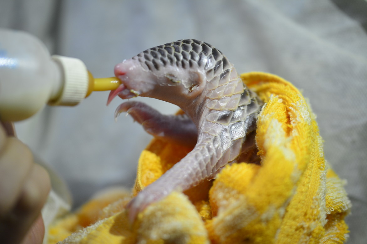 Baby pangolin is fed by our vet Hai