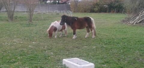 Brandy with Poussette