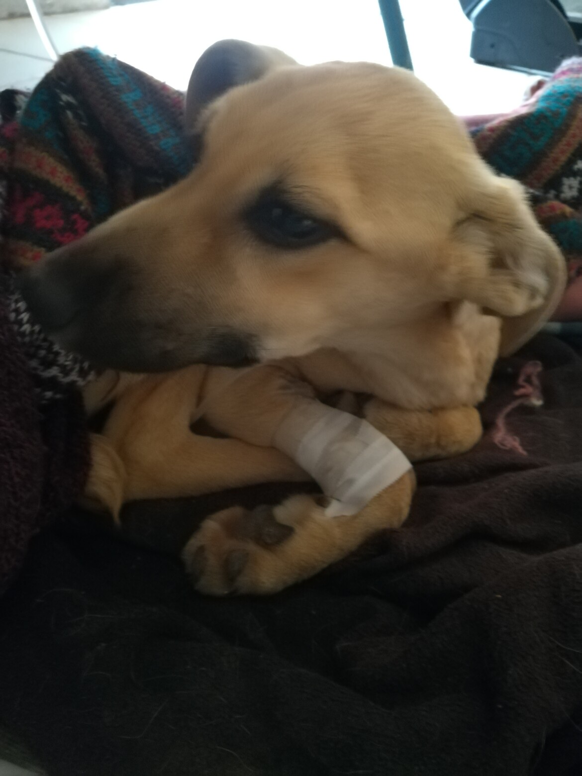 I am a painter in a very vulnerable situation because I don't have enough money to support myself and also to be able to feed my puppy's that I rescued from animal trafficking, and even though I know I don't have money to support them, I couldn't see how