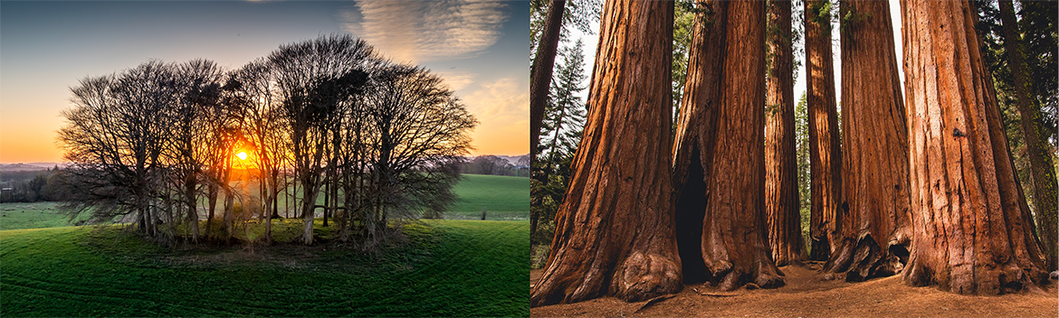 Left: Fairy fort, Northern Ireland, picture by Gordon Dunn. Right: Redwood grove, California