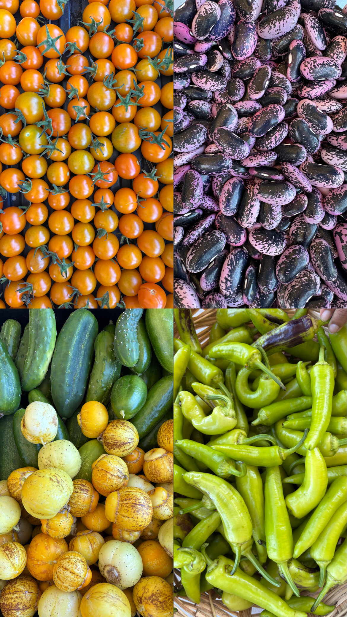 Abundance of Harvest at Gill Tract Farm Abundance of Harvest at Gill Tract Farm