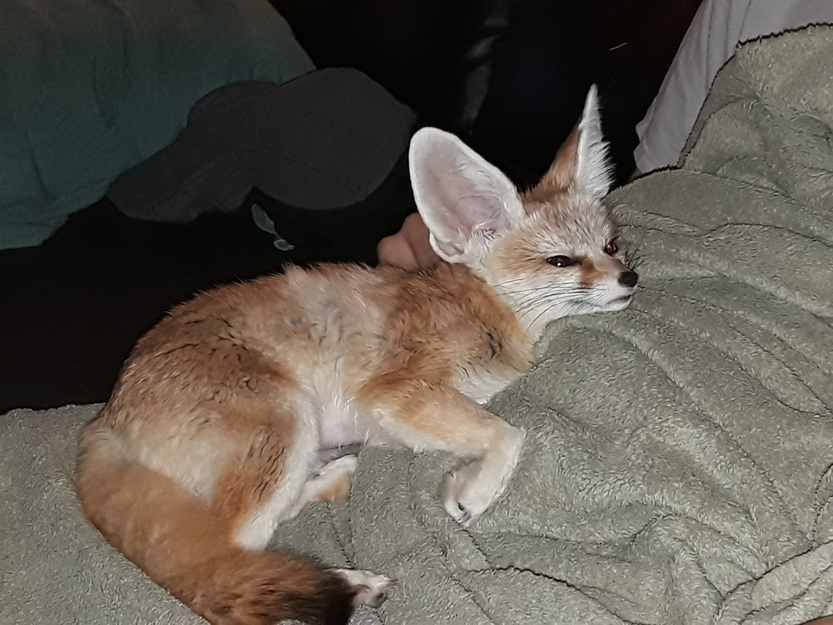 Snuggly lap fox