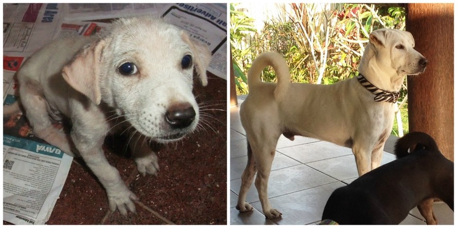 Riley, from starving puppy to happy dog today
